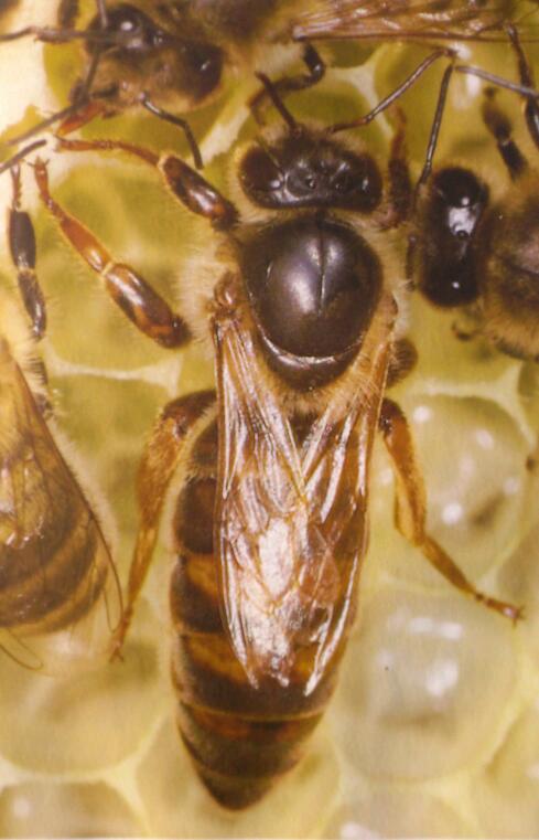 apivital's tweet photo. Une reine d'abeilles infectée par le Virus des Ailes Déformées #Varroa pond des oeufs infectés et meurt jeune (1 an) https://t.co/vGilatAuoa