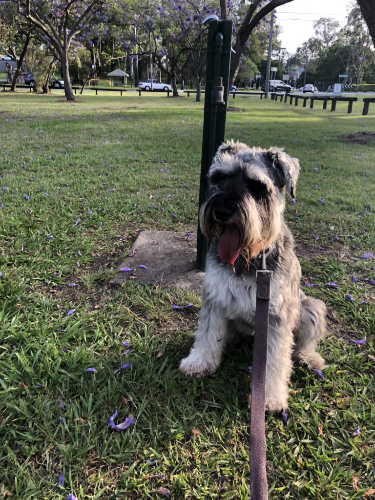 andyholt_'s tweet photo. @crjsimmonds @brisbanecityqld Lex Ord Park  Taringa - is it possible for a dog water bowl and push down tap to be added to existing water fountain? https://t.co/HVH96nlIjz