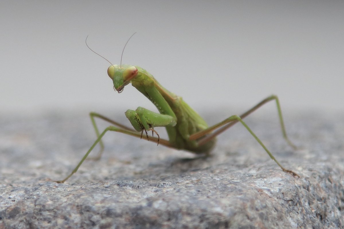 尤溪桂峰村口的一只螳螂在发呆~