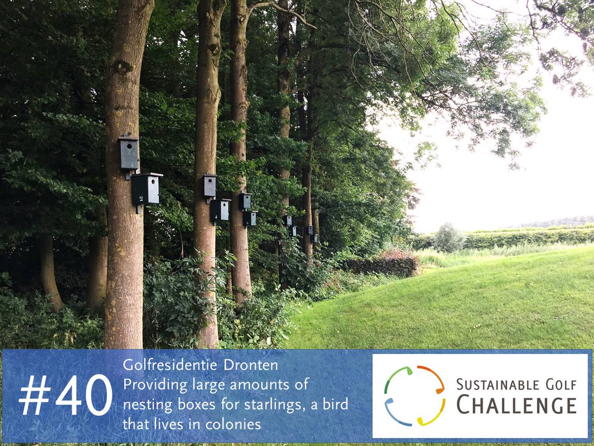 #bigyearchallenge #40: <a href="/Golfresidentie/">Golfresidentie</a> Dronten installed nest boxes for starlings to host these colony birds at the course #sustainablegolf