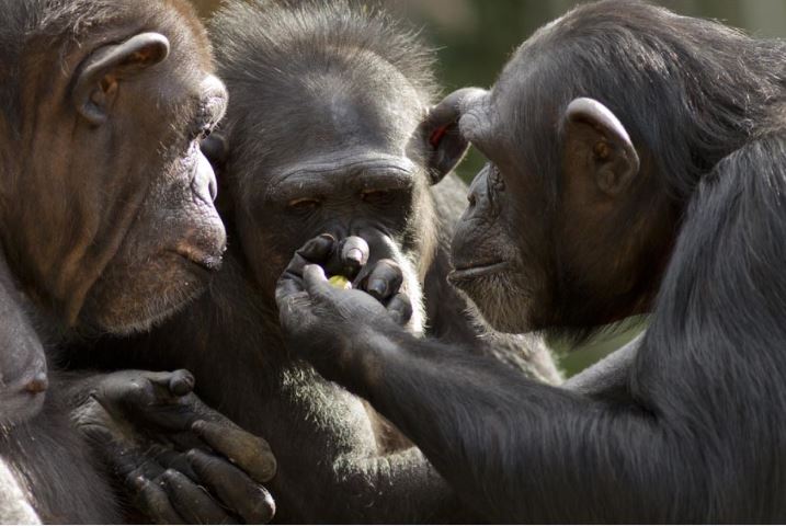 MangoldInt's tweet photo. #MangoldBlog – Study: „Tool transfers are a form of teaching among chimpanzees“.
#mangoldinternational #mangoldsoftware #mangoldinteract #ethology
https://t.co/ryDknD7aIT https://t.co/DplkpkEKku