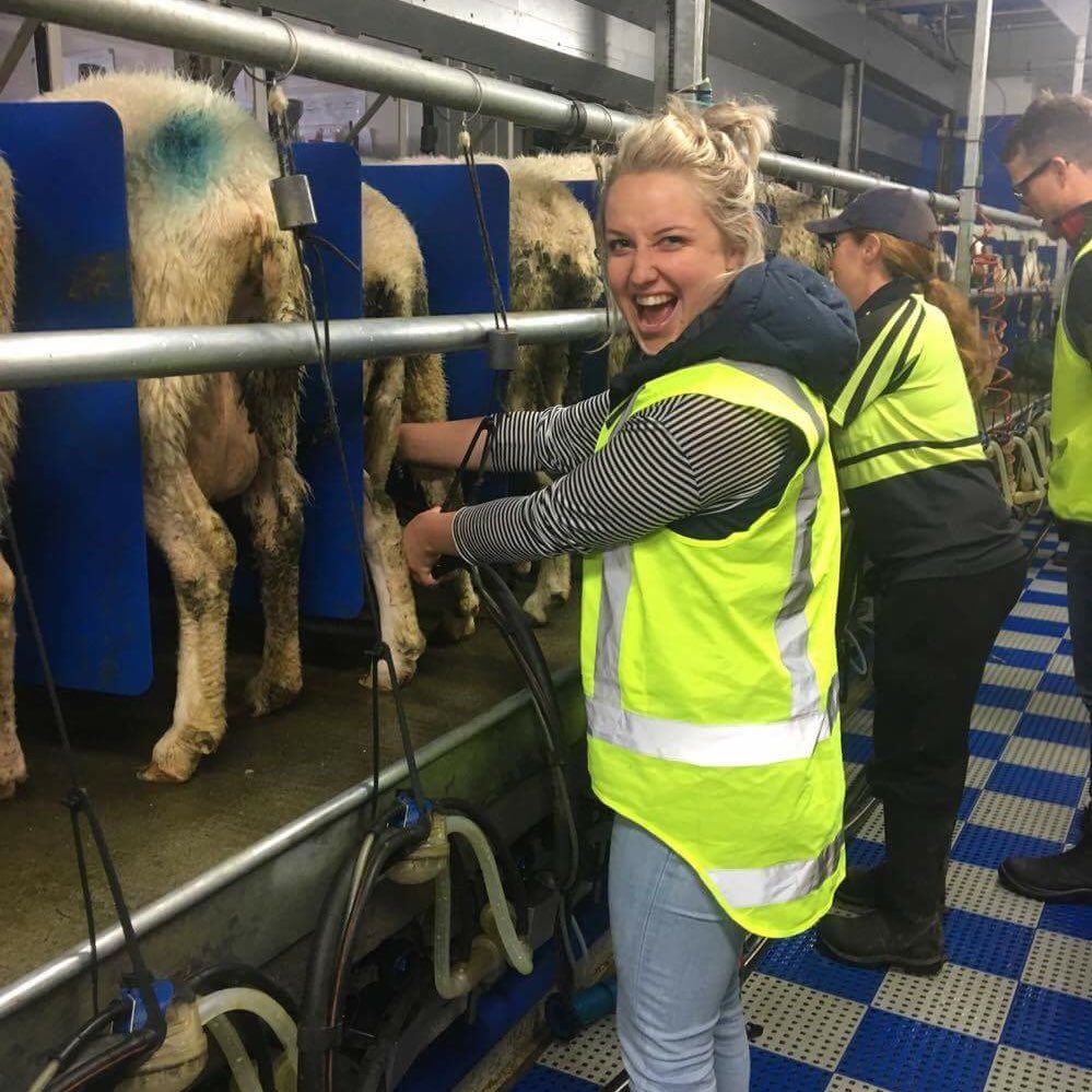 J0hannaScott's tweet photo. My sheep milking debut... pink shoes and all π! Thanks for the tour @SpringSheepMilk ! #kellogg34 #sheepnz #SHEEP #sheepsquad #Genetics https://t.co/OgK7hz91Ym