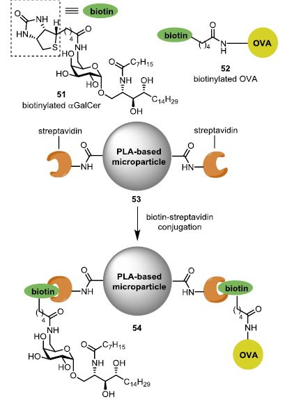 CzerwinsMarcin's tweet photo. NKT-cell glycolipid agonist as adjuvant in synthetic #vaccine #CD1d-restriction, #immunoregulation https://t.co/SAD2Zh5ZEw https://t.co/ZZrvaAaT0n