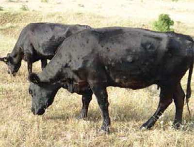 FAOLivestock's tweet photo. Want to know about clinical signs of #lumpyskindisease? Check out the latest #UNFAO manual! https://t.co/1A1Uoc1Seq @FAOKnowledge #FAOdoc https://t.co/Wz5pC9Vnro