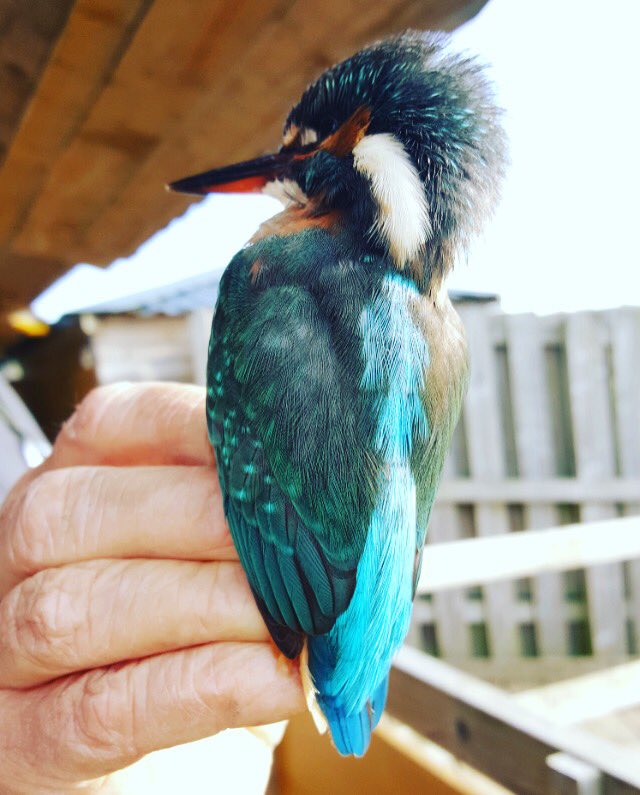 wildeastdevon's tweet photo. A beautiful #kingfisher at today's #birdringing session at #seatonwetlands. https://t.co/Ubl59lP3Jl