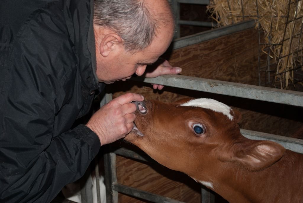 NettexAgri's tweet photo. Sometimes even the most important of business managers cannot hold back the love for livestock! #lovecows #Nettex https://t.co/oFnIaFYB1p