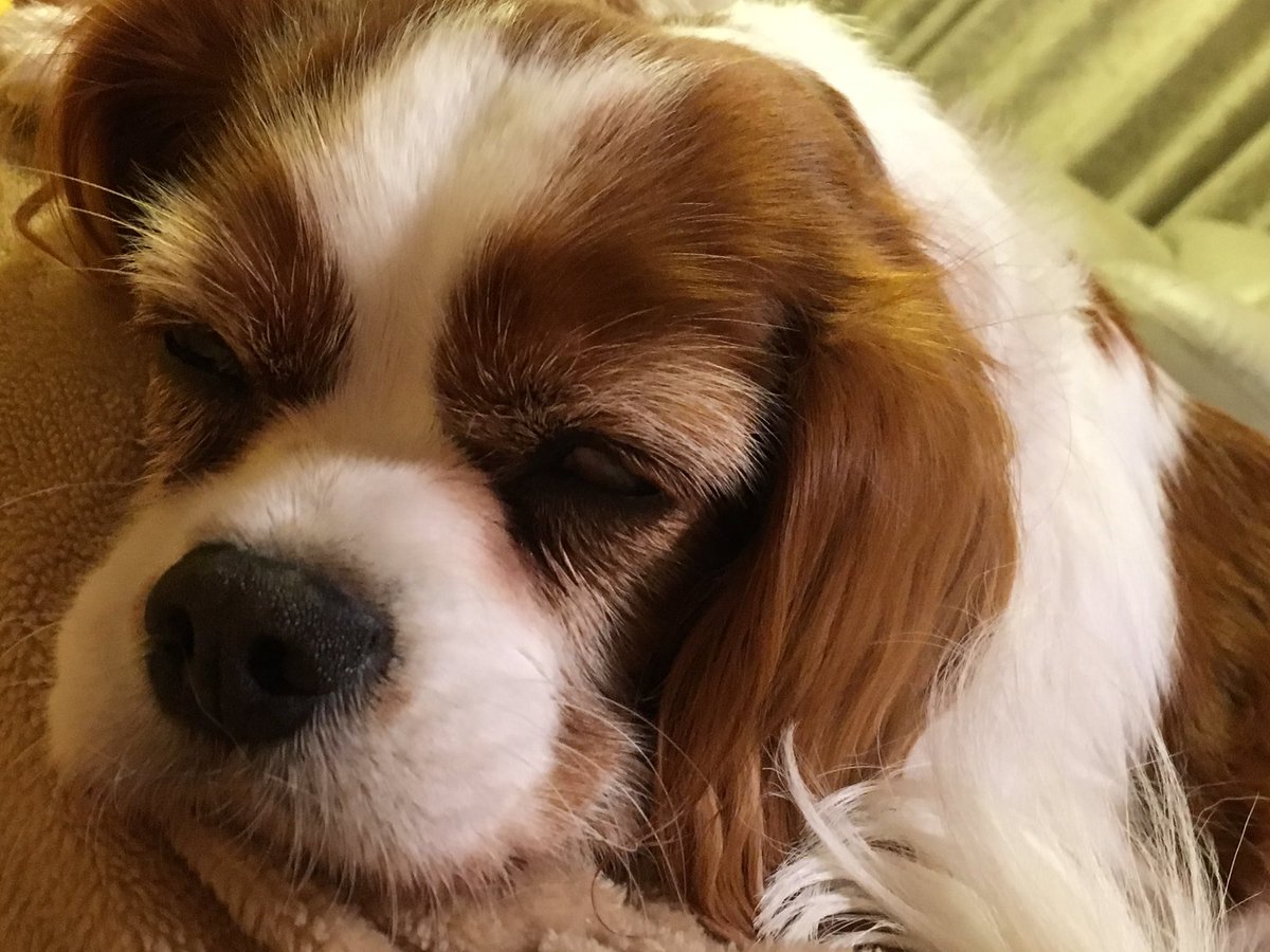 白目で寝る犬 白目で寝る犬