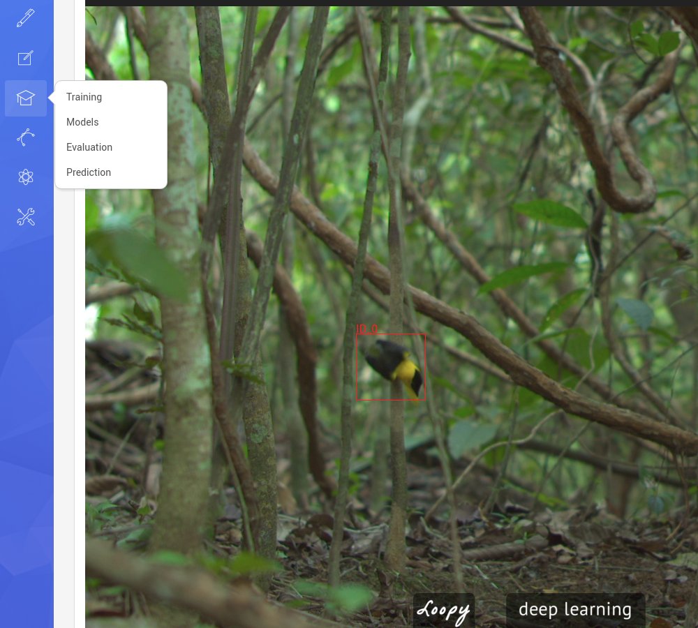 Sneak peak loopbio.com/loopy/ progress. Scoring, coding, 3D/2D tracking, analysis, deep learning and ID. Online and on-site #ComingSoon