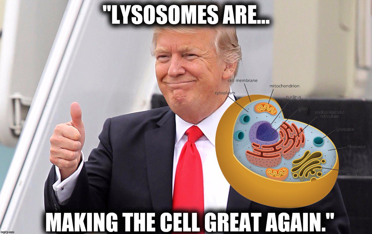 _lysosomes_'s tweet photo. Vote for lysosomes!! 👍👍
 #TWOrganelleVote2017 https://t.co/1BUVFEubyW