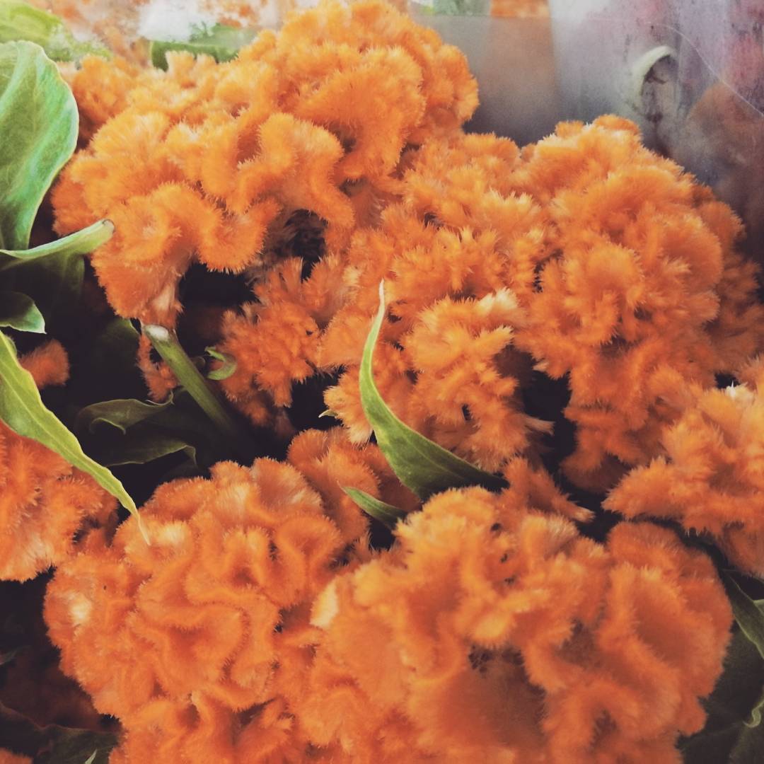 Colors de tardor 🍁🍂 Us desitgem una bona setmana!! #flors #colors #flowers #autumn #autumncolors #ramdeflors #flowerspic #flowerart