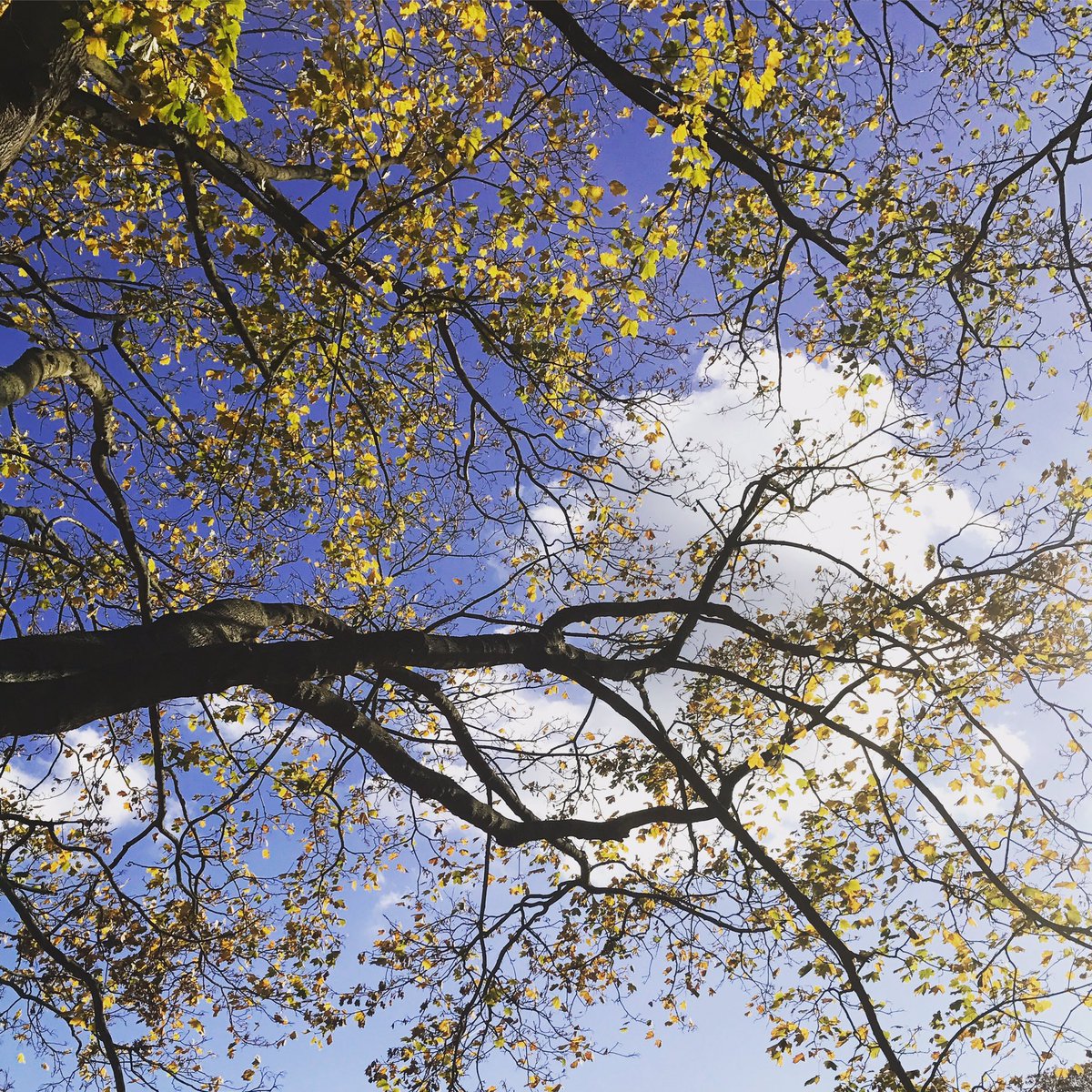 Out for a walk in the park. And it's glorious! Sunshine. Golden leaves. Fresh air. I can't wait to be out and about more! #recovery ☀️🍂🍁🍃