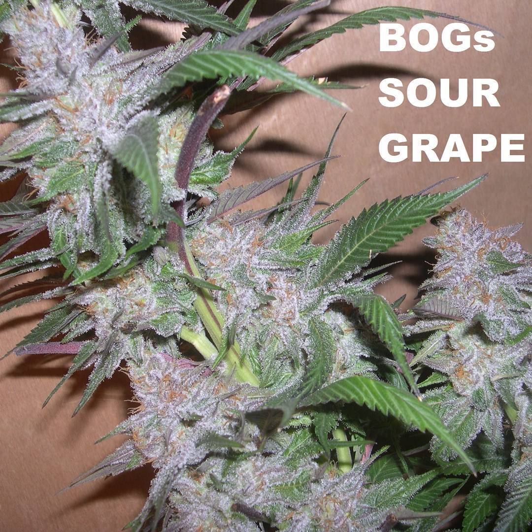 seed_dank's tweet photo. Buy 4 or more and get 25% off all B.O.G. gear
USE CODE : FBBOG
#bogseeds #sourgrape #sourstrawberry
https://t.co/k6JHEsFlj3 https://t.co/cL4YDgKSLv
