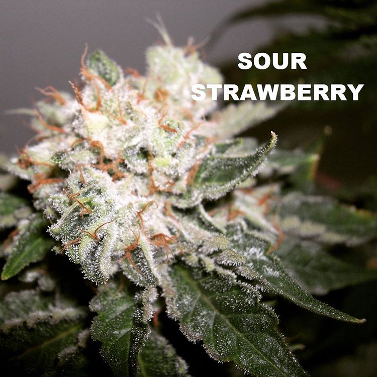 seed_dank's tweet photo. Buy 4 or more and get 25% off all B.O.G. gear
USE CODE : FBBOG
#bogseeds #sourgrape #sourstrawberry
https://t.co/k6JHEsFlj3 https://t.co/cL4YDgKSLv