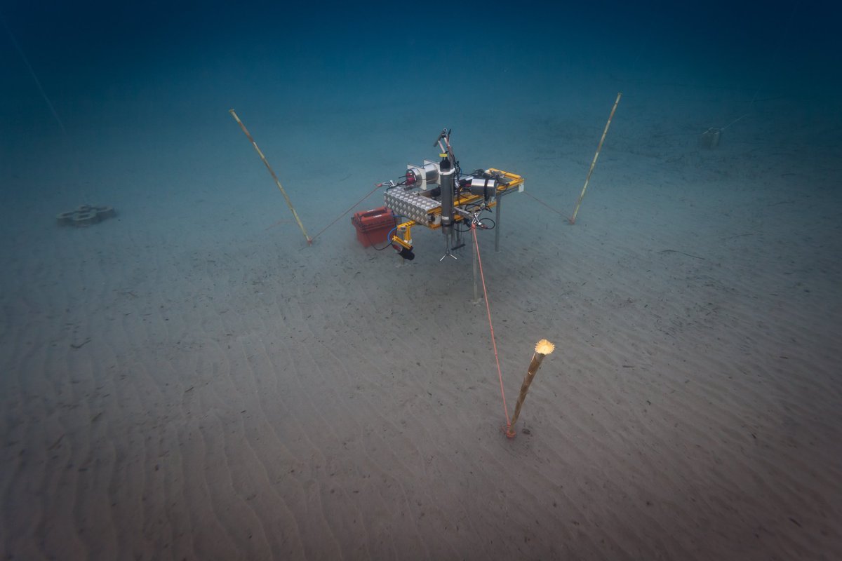 SoerenAhm's tweet photo. LanceALots little brother on Elba. Surprisingly high microbial activity! @MarineMicrobio @BiogeoMPIBremen #elba https://t.co/heEKndU4YA