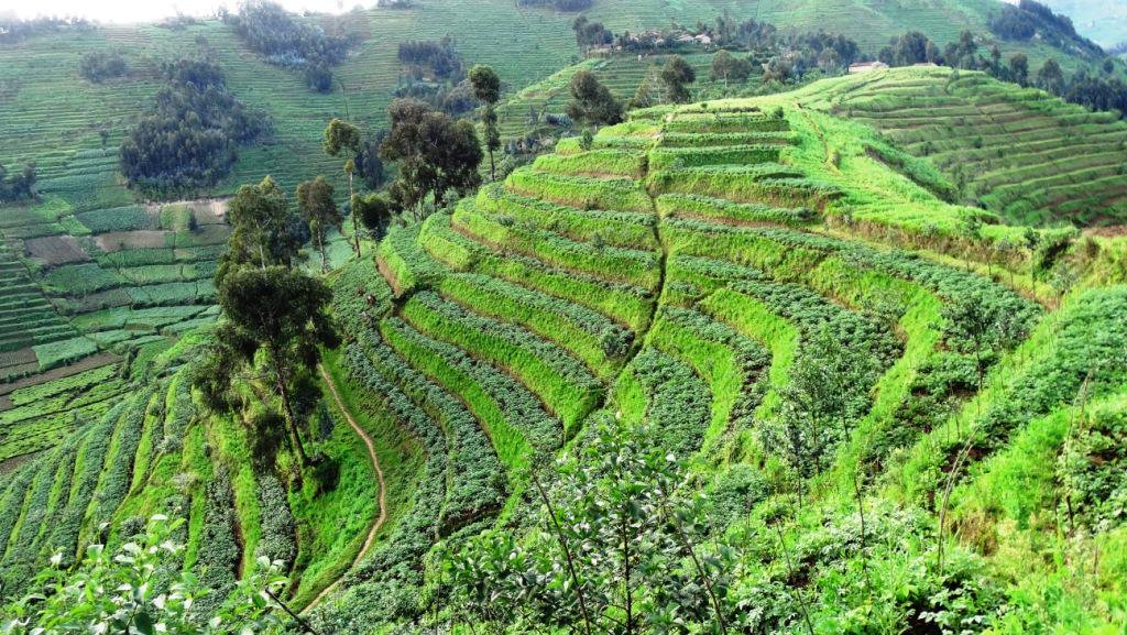 CCAdaptationRw's tweet photo. Interesting bench #terraces by #RV3CBA project @Jenda site @NyabihuDistrict @info_rwfa @EnvironmentRw @RwandaAgri @adaptationrw https://t.co/7OstZ4f3bA