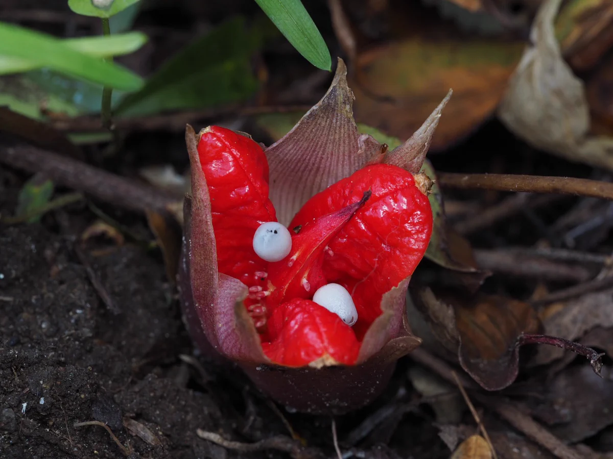 真っ赤でちょっと気持ち悪い…初めて見たみょうがの実と種に驚愕した件ｗｗ