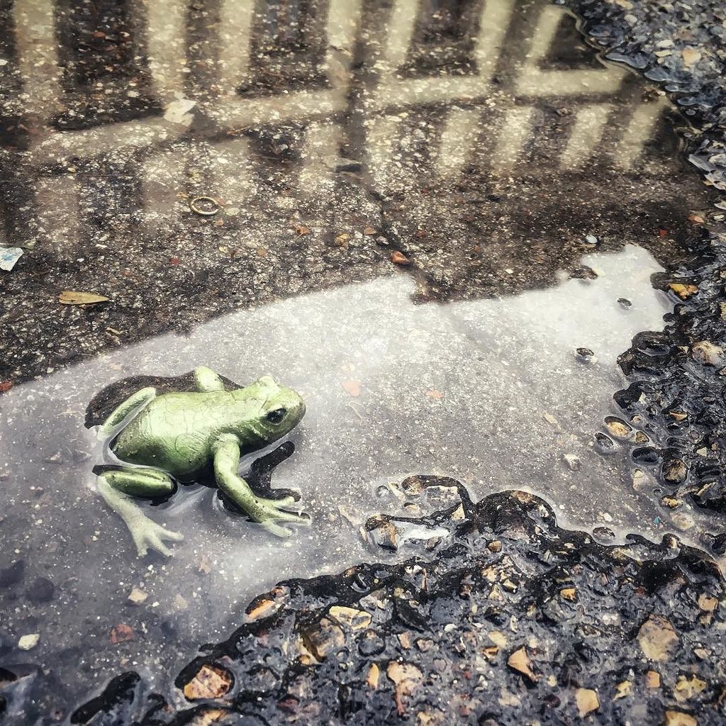 TJstewie's tweet photo. #frog #plasticfrog #toyfrog #rana #ranagiocattolo in una #pozza #pozzanghera #street #streetphotography #streetphoto #streetphotofirenze #i… https://t.co/qTM6gauAiA