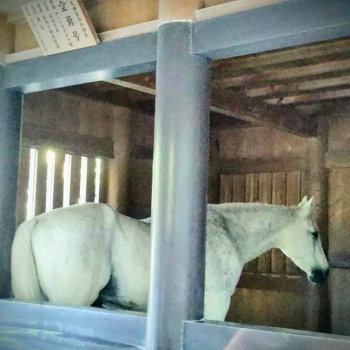 伊勢ひまり 非公式伊勢志摩応援キャラ Auf Twitter 御厩 みうまや では もしかしたら神馬 しんめ に会えるかも ひまさんぽ 伊勢神宮