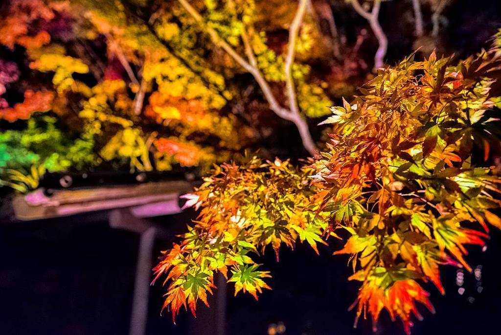 Labodomy's tweet photo. 円通院4
#紅葉 #ライトアップ #円通院 #松島 #宮城 #autumnleaves #autumn #entsuin #entsuintemple #japan #matsushima #nikon #d750 #nikon… https://t.co/mSuueA22rs https://t.co/kpAgaD4emW