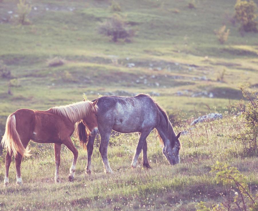 floatsales's tweet photo. What are the benefits of #Microchipping #Horses? Here are a few things to consider! https://t.co/G48Ztaz3Ws https://t.co/w0TYqc4tNp