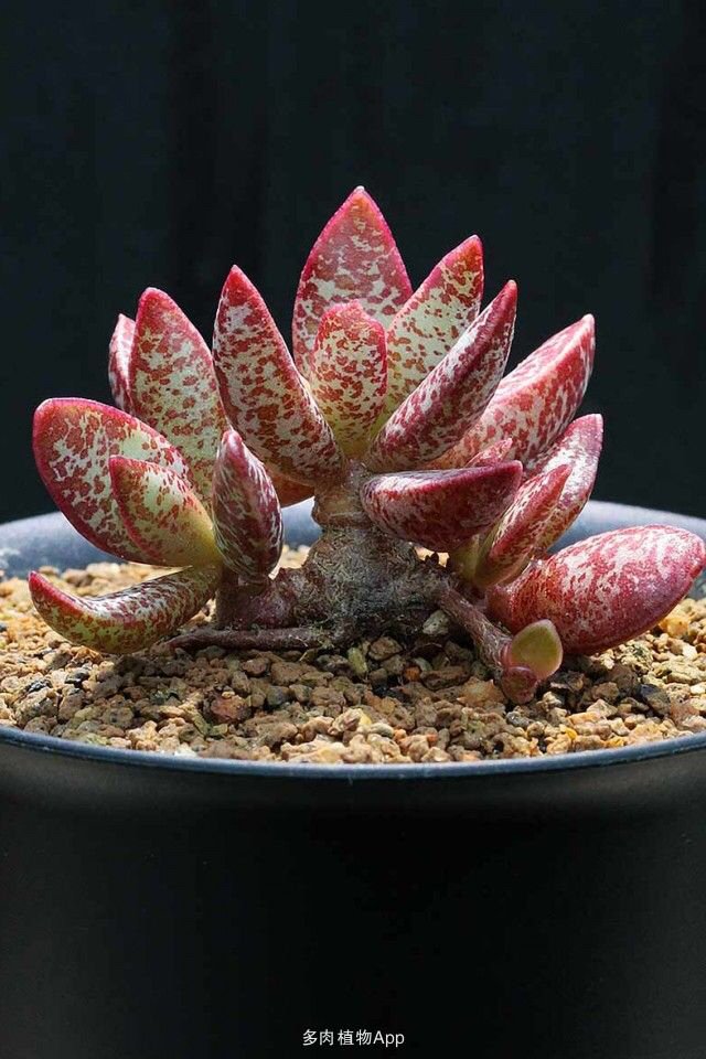 林雅妍ٹوئٹر پر 多肉植物百科 花叶扁天章 Adromischus Trigynus Var 别名 赤兔水泡 原文 T Co 4ufjd1q8eu 分享自 多肉植物app 免费安装 T Co G6v3yuzwjm T Co Sey2xp3o77