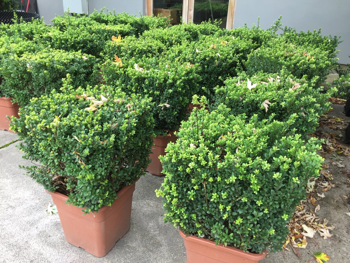 ArbourLandSol's tweet photo. Loving the #rootballed season which is in full swing. More fabulous stock leaving the yard heading to sites around the UK #gardening https://t.co/gzcXfi6uMh