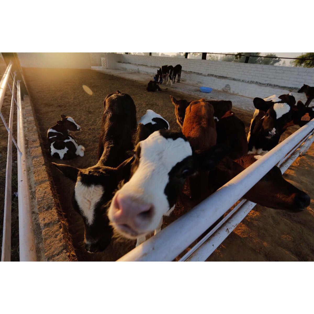 whytefarms's tweet photo. Whyte Farms is inhabited by happy cows which produce delicious and creamy milk! #cows #health #milk #dairy #happycows #whytefarms #lovemilk https://t.co/mQTwWI5rXe