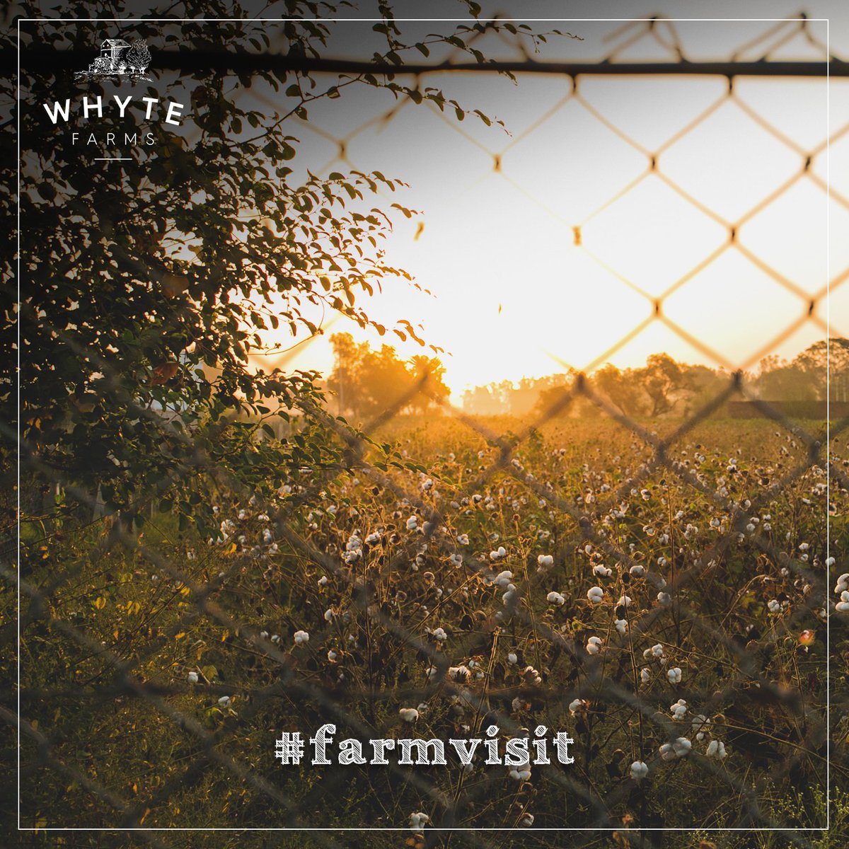 whytefarms's tweet photo. Whyte Farms Opens Its Doors!
Book your slots now!
https://t.co/DSRtmfvl4o
#FARMVISIT #Whytefarms #farm #nature #cows #dairy #sundayfun https://t.co/HEwZn3MaEw