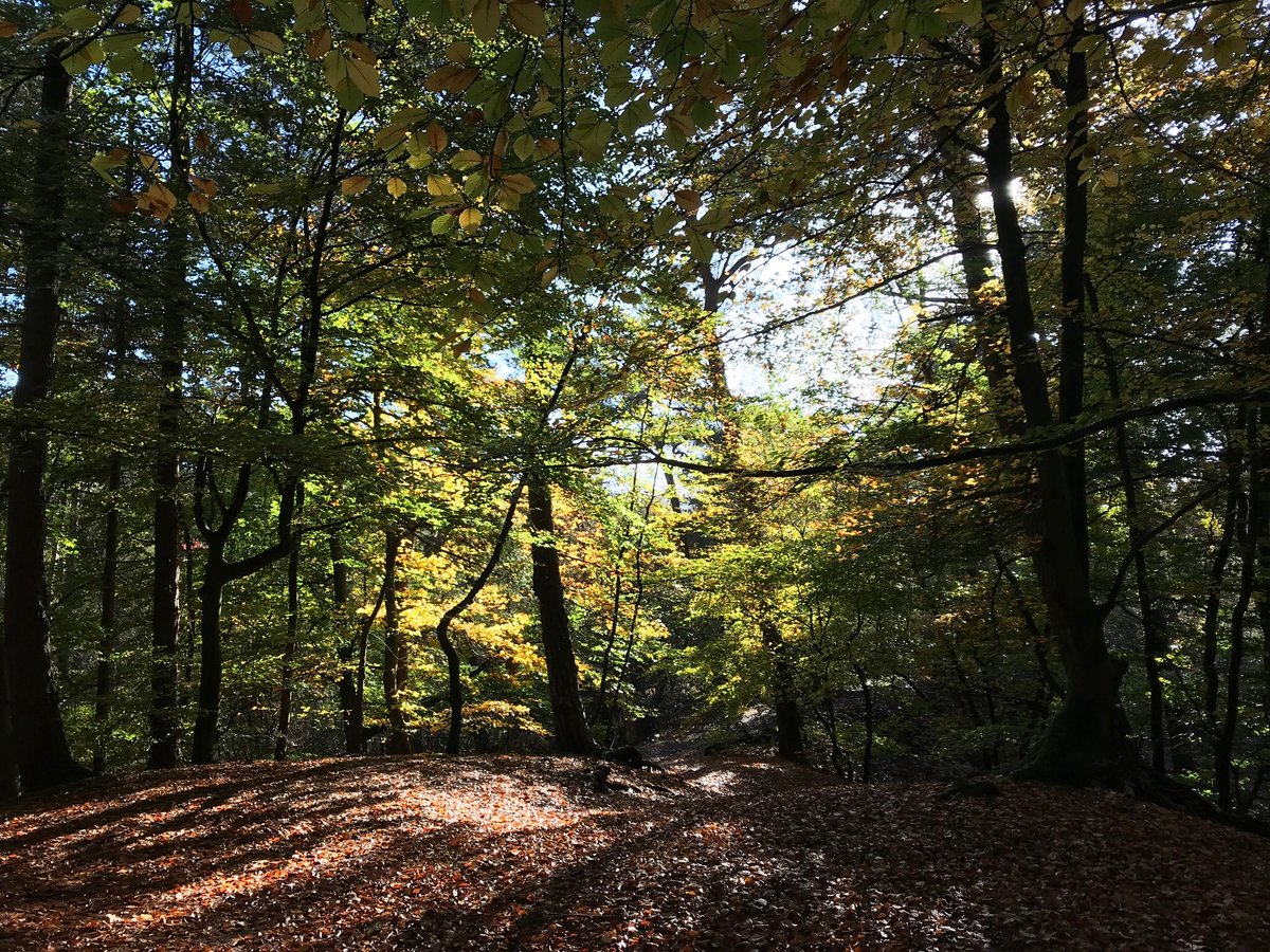 Belvederebos #Nunspeet - 6 november 2017 - de herfst heeft zich meester gemaakt van de beuken