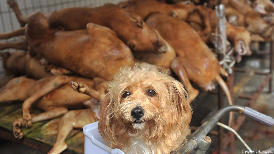 p_greaterthan_m's tweet photo. To dog meat traders, Imaging YOU are the one get tied up and waiting to be killed, watching your pals beheaded.
#animalrescue #AnimalRights https://t.co/9bLwJWOksB