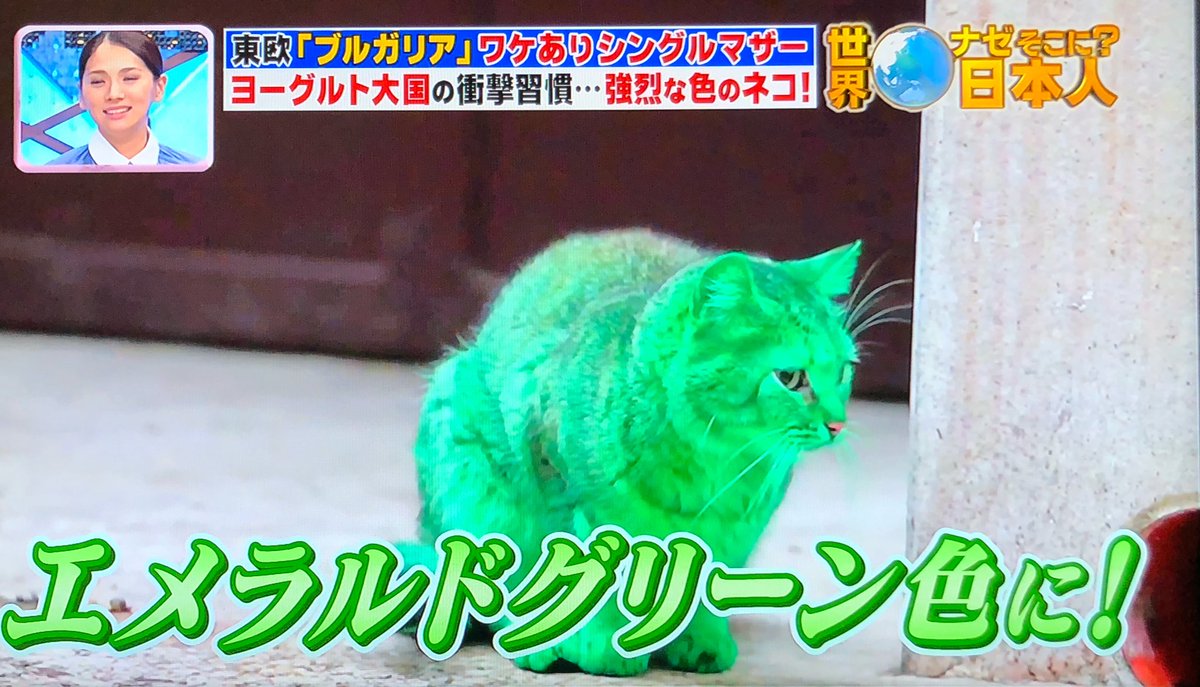 札幌のトラ در توییتر エメラルドグリーン色の猫の作り方 Tvtokyo