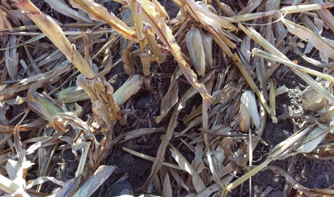 FarmsNews's tweet image. Potential Reasons For Weakened Ear Shanks And Ear Loss
Read more..
farms.com/commentaries/p…