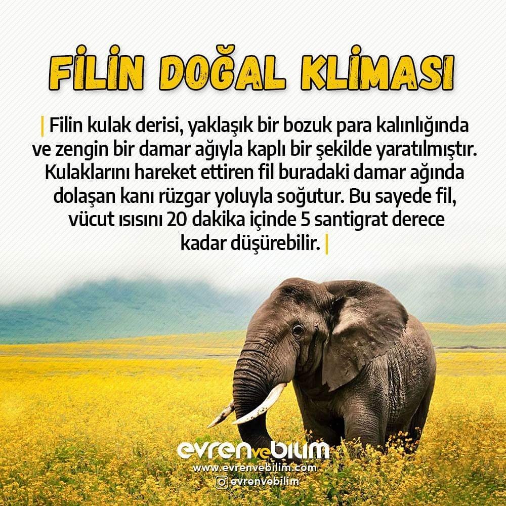 evrenvebilim's tweet photo. Fillerin doğal klimalar var hiç duydunuz mu🤔
https://t.co/CsIO1hn1qz

#TurkneteHayır #pazartesi #6Kasım2002 Mustafa Tuna https://t.co/7wqbWaSfLP