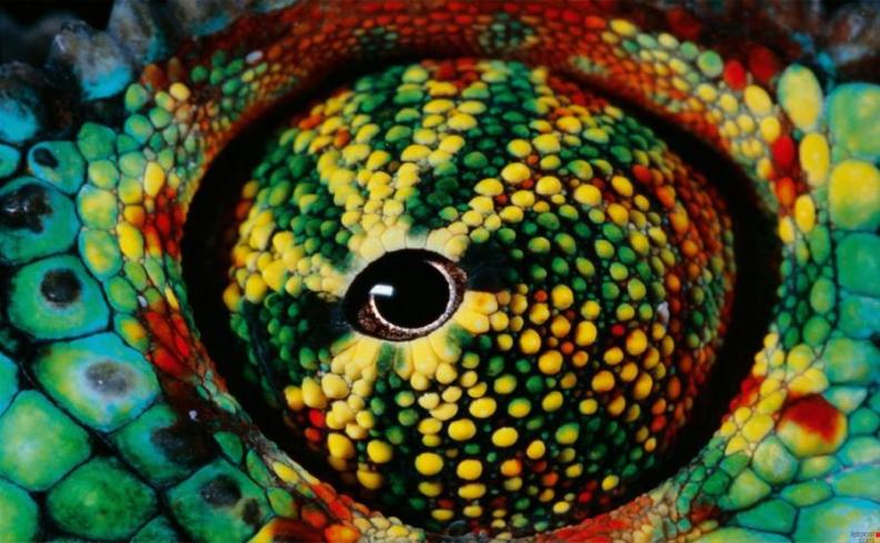 PhotoTimeGeo's tweet photo. Photo Time Eyes.
Chameleon https://t.co/tijLLyaYiJ