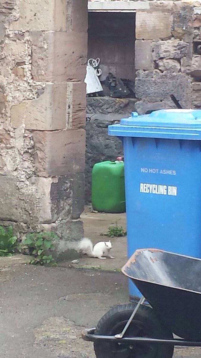 The little white squirrel is busy today nosing around the yard!