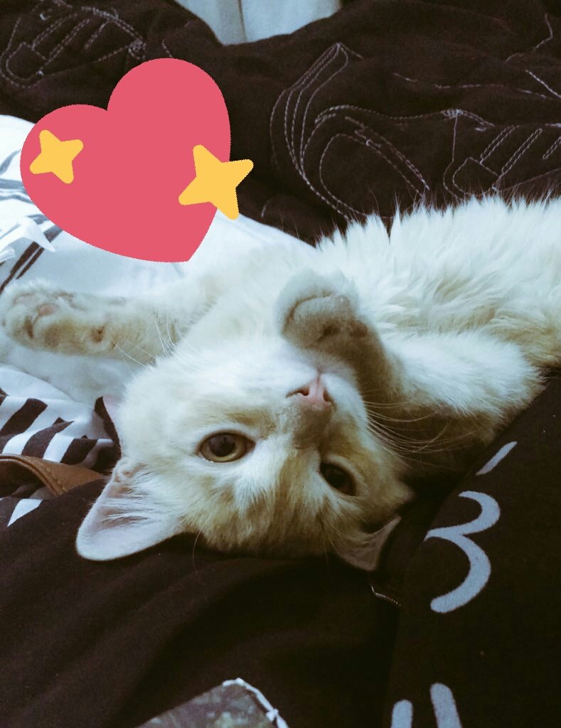LittleCherrys1's tweet photo. A gatinha mas fofa que já vi 😻💖
~Maria { @Cereja_do_jadim } https://t.co/ljSUTkympk