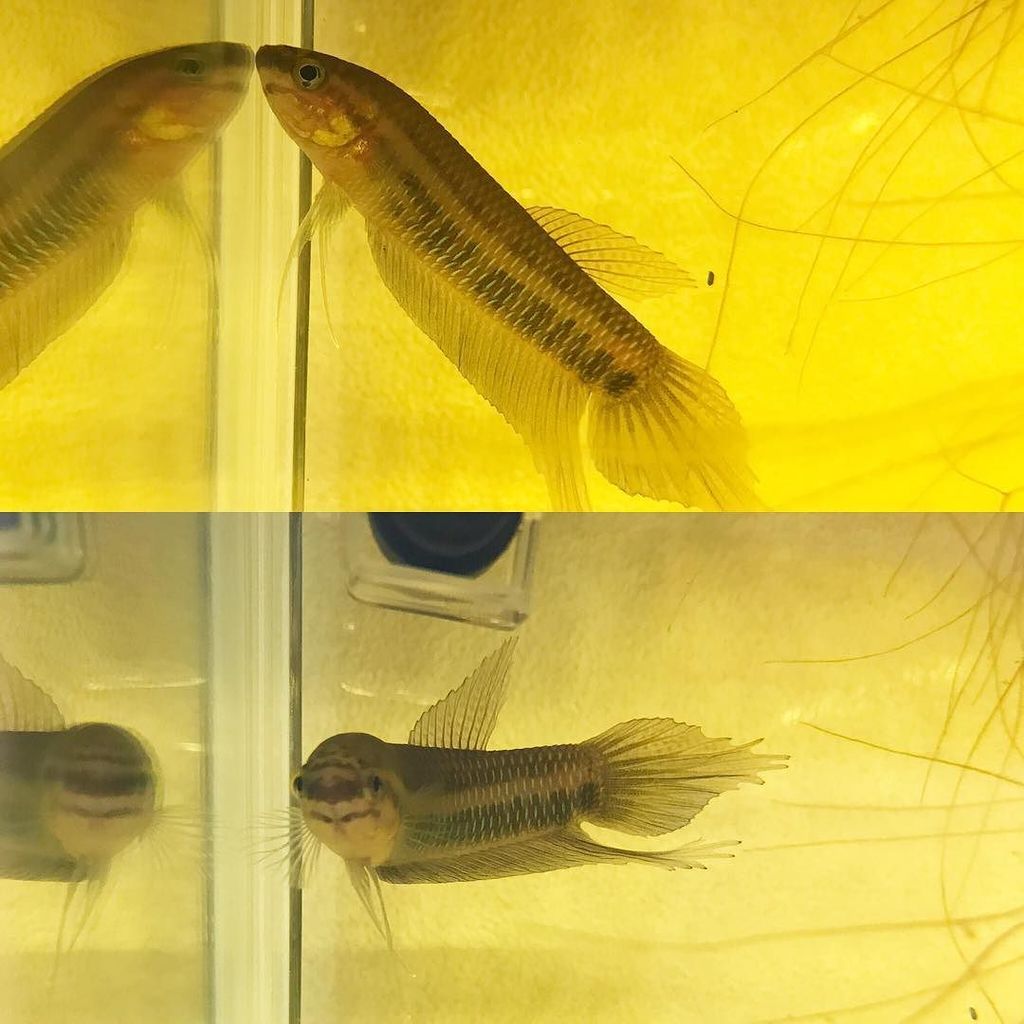 crazy_clever_s's tweet photo. Betta simorum from Jambi
バブルネスト系最大クラス
現在ヒレ含めると11cmくらいに♪
どうしても相性良い嫁が見つからん…
#betta #wildbetta #simorum #ベタ #原種ベタ #… https://t.co/DkpcpgE5pf https://t.co/K6accIwWZy