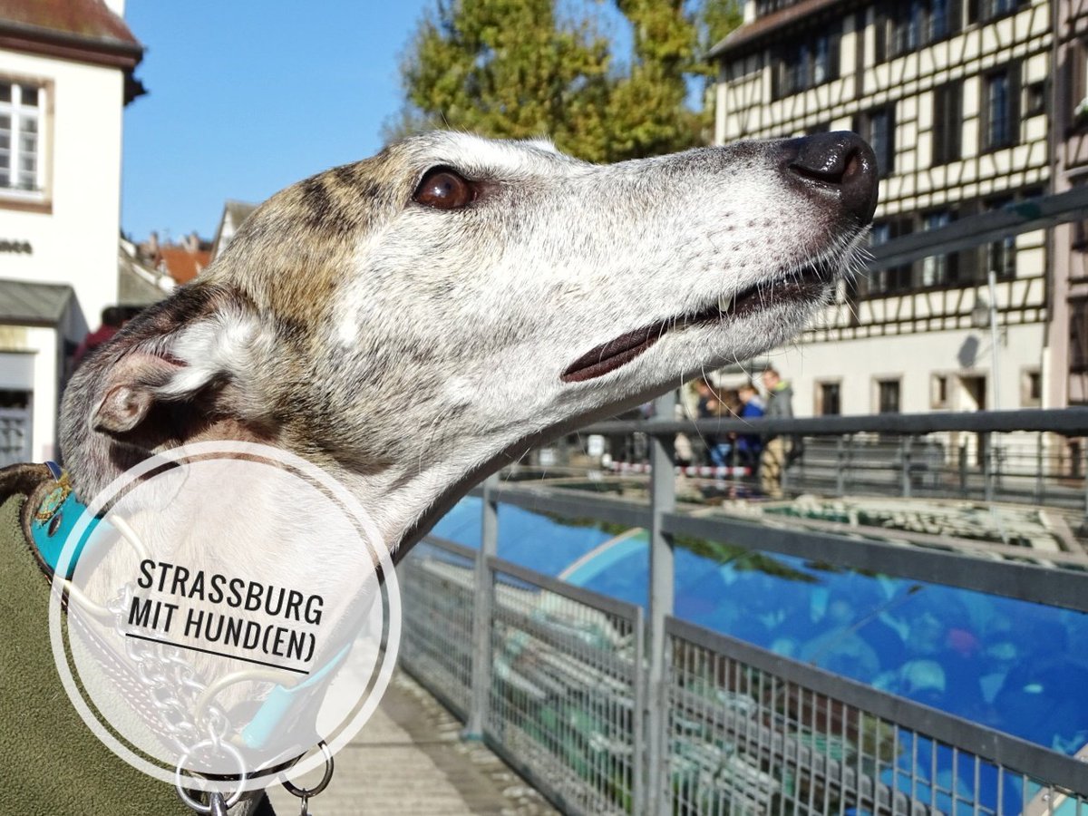 glitzer_dings's tweet photo. Warum #strassburg die perfekte Stadt für einen #citytrip mit Hunden ist:
https://t.co/q2qncDRh6j

#Reiseblog #Strasbourg #Frankreich #reisen https://t.co/eAWMEzks2M