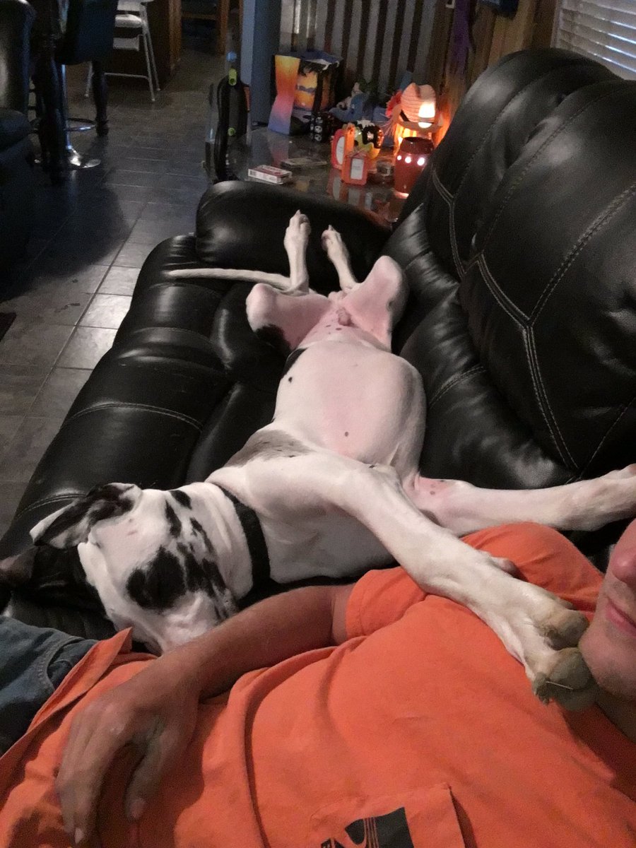 GreatDaneHomer's tweet photo. @C_Kellison46 Nvm mom never goes to work so she can't buy me any treats unless grandma puts money in her bank account. I'll stay with you dad https://t.co/9oIq0pFwkw