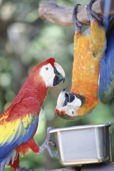 BirdCagesNow's tweet photo. There's nothing like an upside down parrot to turn around your Monday :) https://t.co/GcLZGvpLsU