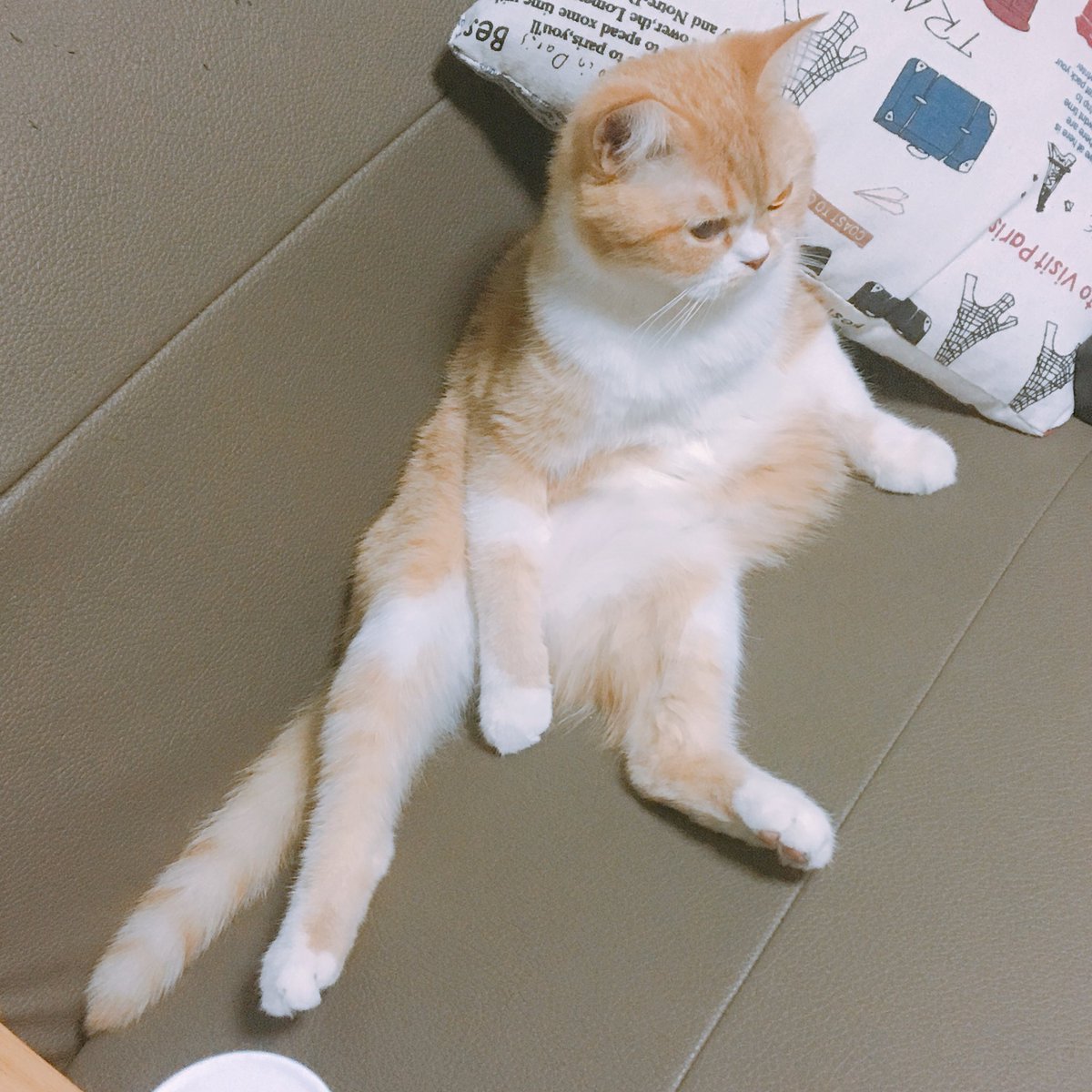 joongoo_cat's tweet photo. 고양이처럼 앉으란 말이야 ... https://t.co/VBaZDg1zQr