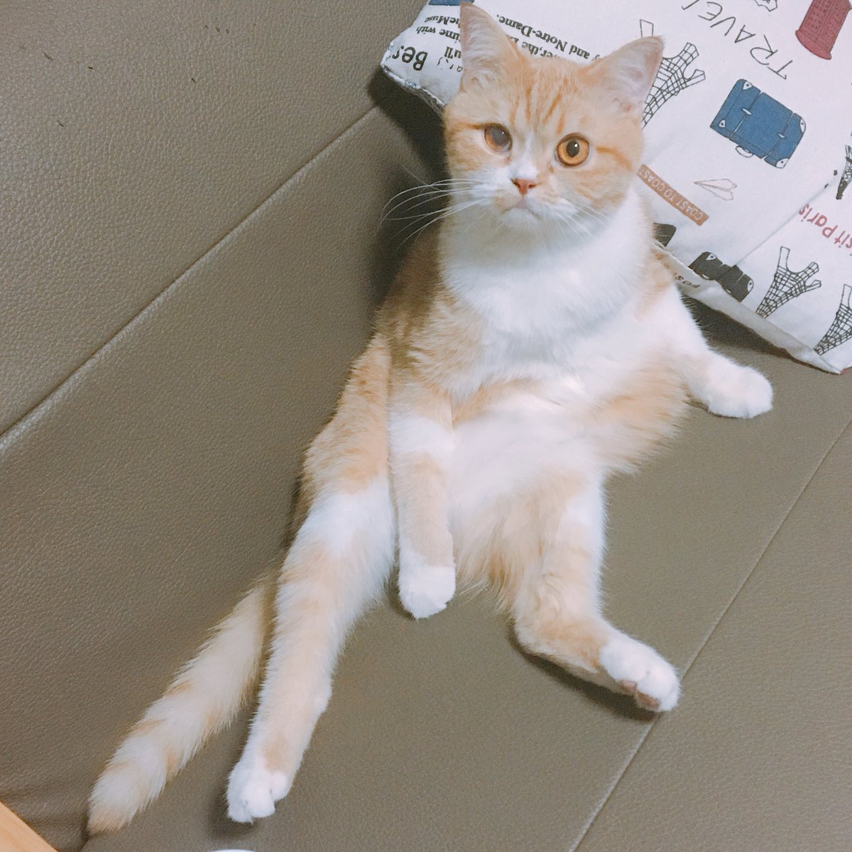 joongoo_cat's tweet photo. 고양이처럼 앉으란 말이야 ... https://t.co/VBaZDg1zQr
