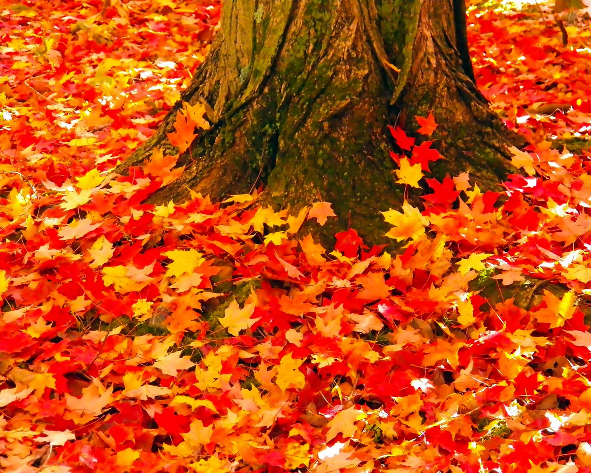RMGMercerCounty's tweet photo. https://t.co/cHSF35coPp #fall #leaves #gardening #mercercounty #newjersey https://t.co/ulBgzB0n4P