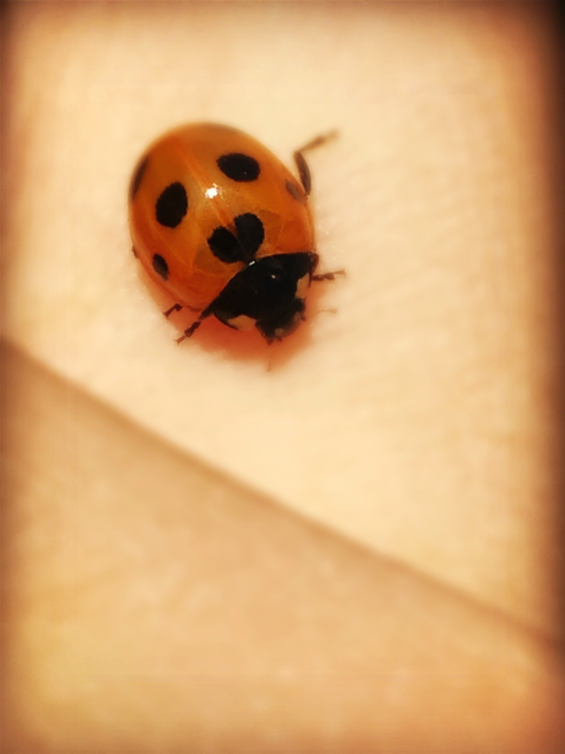 画像 友達から送られてきたハート模様のてんとう虫が想像以上にハート模様のてんとう虫だったわ T Co Zjfbsqw4p7 Matomehub まとめハブ
