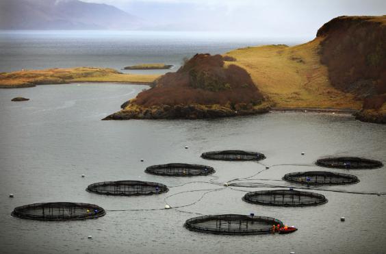 Named and shamed! The worst performing Scottish salmon farms for #sealice control have been revealed to us > salmon-trout.org/2017/10/30/sco…