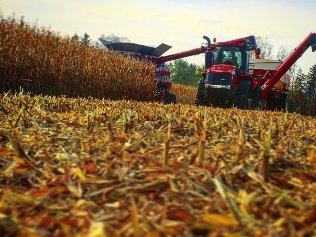 agrigrl59's tweet photo. Got another field of pride/pioneer done between the rain! #prideseeds #pioneerseeds #ontag #caseih #harvest17 #agmorethanever #fromthefeild https://t.co/oRAwkVCzHF
