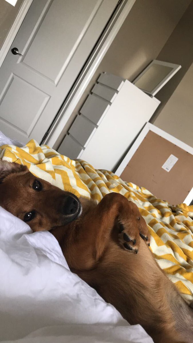 ChelseaGoodale's tweet photo. Some puppies think it’s too early to be up. Other puppies also think it’s too early to be up. #ResearchJoke #MondayMotivation https://t.co/dURUSDfGkU