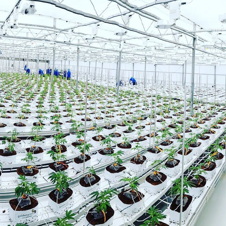 john_fowler_jd's tweet image. 600 plants in 60 minutes #NotBad #TeamWork #ACMPR @7acresmj $FIRE ift.tt/2zla3H2