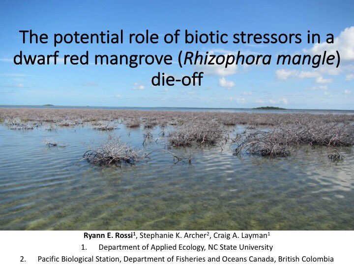 Ryann Rossi tweet media