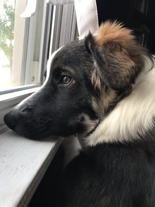 My dog is so handsome ugh ily https://t.co/0YqwC4m2Ux